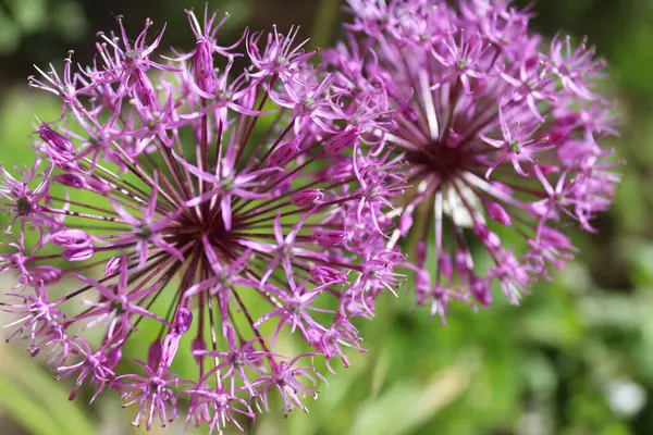 güzel bahar çiçekleri, çiçekli süs soğanı (Allium), bahçede mor çiçekler