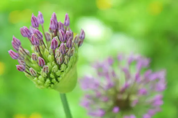 güzel bahar çiçekleri, çiçekli süs soğanı (Allium), bahçede mor çiçekler