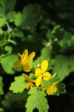 Bulanık doğal arka planda çelenk ve çiçekler, şifalı bitkiler, yazın bahçede güzel çiçekler.