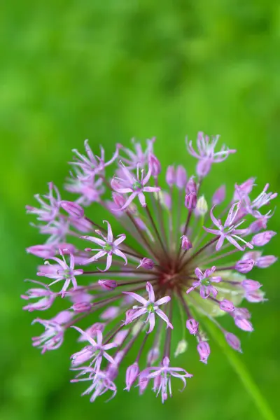  güzel bahar çiçekleri, çiçekli süs soğanı (Allium), bahçede mor çiçekler