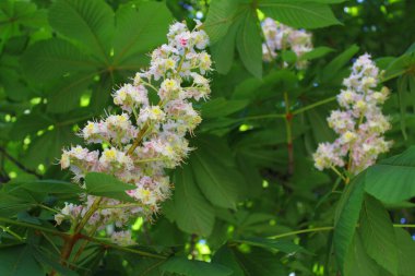 Kestane çiçeği, yapraklı ağaç dalı ve bahar çiçeği, baharda kestane ağaçları, ilkbaharda kestane ağacı çiçekleri ve ilkbaharda yeşil yapraklar.