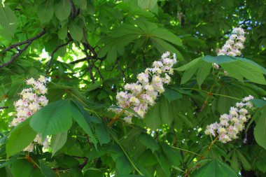 Kestane çiçeği, yapraklı ağaç dalı ve bahar çiçeği, baharda kestane ağaçları, ilkbaharda kestane ağacı çiçekleri ve ilkbaharda yeşil yapraklar.