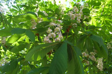 Yaprakları ve bahar çiçekleri olan ağaç dalı baharda kestane ağaçları, kestane ağacı çiçekleri ve baharda yeşil taze yapraklar