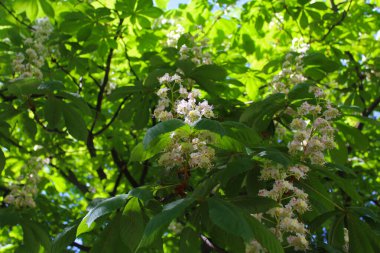 Yaprakları ve bahar çiçekleri olan ağaç dalı baharda kestane ağaçları, kestane ağacı çiçekleri ve baharda yeşil taze yapraklar