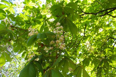Yapraklar ve bahar çiçekleri, baharda kestane ağaçları, ilkbaharda kestane ağacı çiçekleri ve ilkbaharda yeşil yapraklar