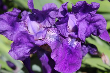 İris çiçekleri, bahçedeki güzel çiçekler - yakın manzara