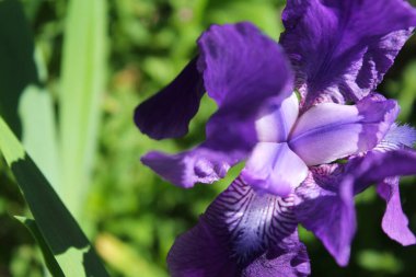 İris çiçekleri, güzel botanik çekimleri, doğal duvar kağıtları.
