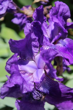 İris çiçekleri, güzel botanik çekimleri, doğal duvar kağıtları.