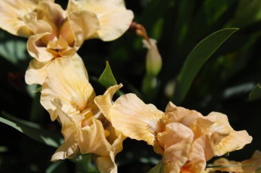 Güzel botanik çekimi, mor iris çiçekleri, doğal duvar kağıdı.