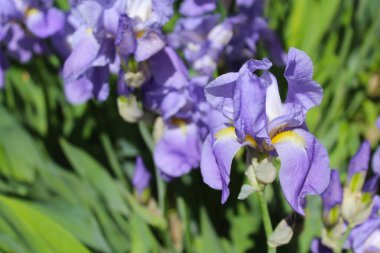 Bahçedeki iris çiçeği