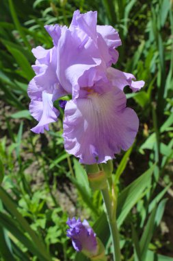 Bahçede büyüyen güzel mor iris çiçekleri.