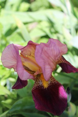 İris çiçeği yeşile yakın çekim bulanık doğal arkaplan, süsen çiçeği bahçede.