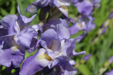 Bahçedeki mor zambak çiçeği.