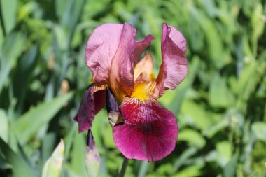 Bahçede iris, yeşil fonda iris çiçeği yakın plan bulanık doğal arkaplan