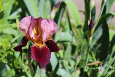 Bahçede iris, yeşil fonda iris çiçeği yakın plan bulanık doğal arkaplan