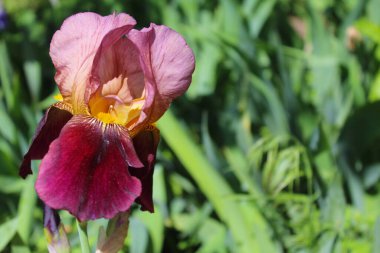 Bahçede iris, yeşil fonda iris çiçeği yakın plan bulanık doğal arkaplan