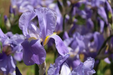 Bahçedeki güzel mor çiçekler