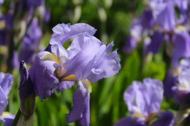 Bahçedeki güzel göz.