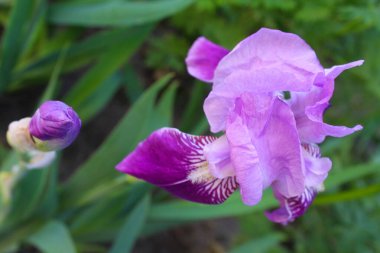 Bahçedeki süsen çiçekleri