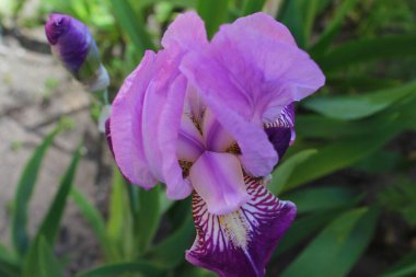 Bahçede mor iris çiçeği, bahar çiçekleri mor iris yakın çekim 