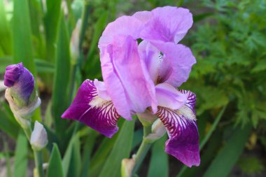 Bahçede mor iris çiçeği, bahar çiçekleri mor iris yakın çekim 