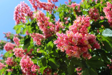 Ağaçtaki pembe çiçekler, kestane ağaçlarındaki bahar çiçekleri ilkbaharda kestane ağaçlarındaki pembe çiçekler, bahçede pembe çiçekler. 