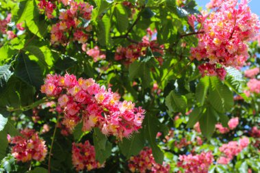 İlkbaharda kestane ağaçlarında bahar çiçeği, ilkbaharda kestane ağaçlarında pembe çiçekler, bahçede pembe çiçekler.