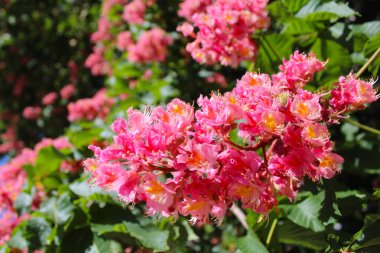 İlkbaharda kestane ağaçlarında bahar çiçeği, ilkbaharda kestane ağaçlarında pembe çiçekler, bahçede pembe çiçekler.