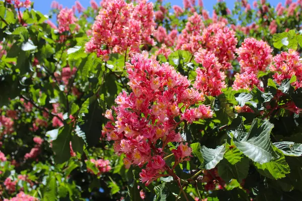 Bahçedeki ağaçtaki pembe çiçekler, kestane ağaçlarındaki bahar çiçekleri, ilkbaharda kestane ağaçlarındaki pembe çiçekler