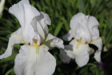 Bahçede beyaz süsen çiçekleri