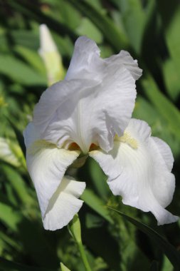 Beyaz zambak çiçeği, bahçede beyaz çiçek zambağı.