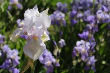 İris çiçekleri, baharda bahçede baharda süsen çiçekleri bahçede.