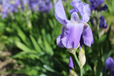 İris çiçekleri, baharda bahçede baharda süsen çiçekleri bahçede.