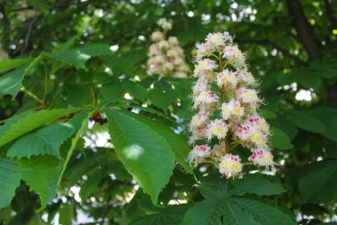 # Parktaki baharda kestane ağacının çiçekleri #