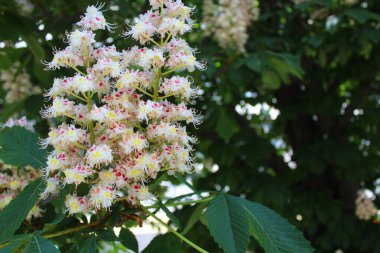 Bahçedeki beyaz çiçek