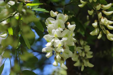 Beyaz akasya çiçekleri, bahar çiçeği akasya, beyaz bahar akasyası çiçekleri.