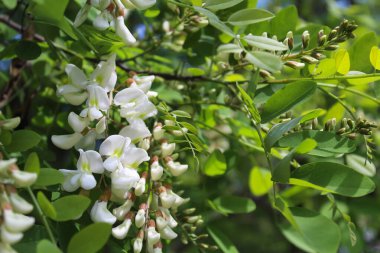 Akasya 'nın bahar çiçekleri, akasya' nın beyaz bahar çiçekleri, bahçede güzel çiçekler.