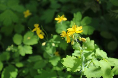 Taze yeşil Chasotilla otu, sarı çiçekli, şifalı otlar.