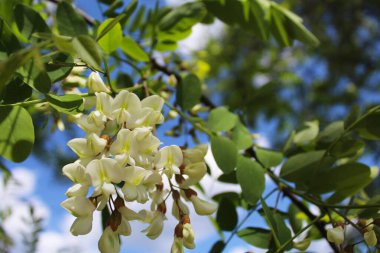 Kapatın güzel beyaz çiçekleri, bir ağacın çiçekleri, baharda ağaçtaki beyaz akasya çiçekleri