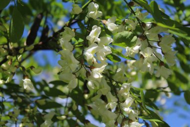Akasya baharda bir ağaçta beyaz bir akasya çiçeği.