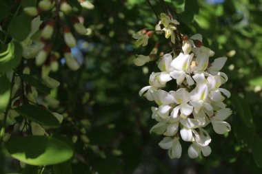 Akasya çiçeği baharda bir ağaçta