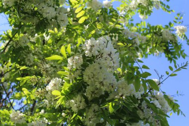 Akasya çiçeği baharda bir ağaçta