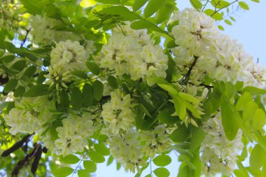 Akasya, bahar beyaz akasya çiçeği, beyaz çiçekler ve yeşil akasya yaprakları ilkbaharda mavi gökyüzü arka planına karşı