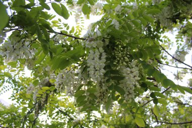 Akasya, bahardaki beyaz akasya çiçeği, baharda akasya ağacının yeşil yapraklarındaki beyaz çiçekler