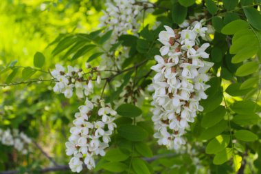 Akasya, bahardaki beyaz akasya çiçeği, baharda akasya ağacının yeşil yapraklarındaki beyaz çiçekler