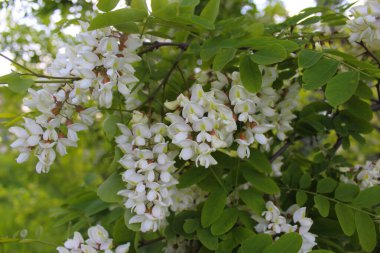 Akasya, bahardaki beyaz akasya çiçeği, baharda akasya ağacının yeşil yapraklarındaki beyaz çiçekler