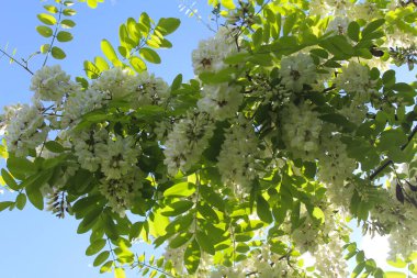 Akasya, bahardaki beyaz akasya çiçeği, baharda akasya ağacının yeşil yapraklarındaki beyaz çiçekler