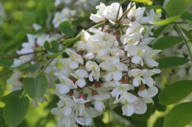 Akasya, bahardaki beyaz akasya çiçeği, baharda akasya ağacının yeşil yapraklarındaki beyaz çiçekler