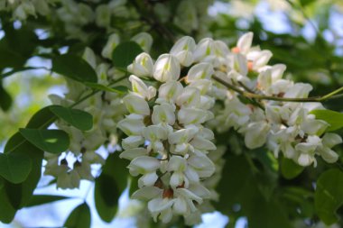  İlkbaharda çiçek açan akasya ağacı, beyaz akasya çiçekleri ve akasya ağacının taze yeşil yaprakları, beyaz bahar çiçekli akasya dalları
