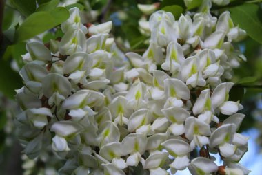  İlkbaharda çiçek açan akasya ağacı, beyaz akasya çiçekleri ve akasya ağacının taze yeşil yaprakları, beyaz bahar çiçekli akasya dalları